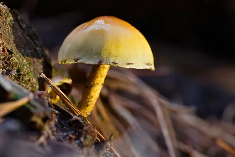 Macro 2 — Macro